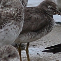 Rare sighting of Wandering Tattler on the Espalnade mudflat<br />Canon EOS 7D + EF400 F5.6L